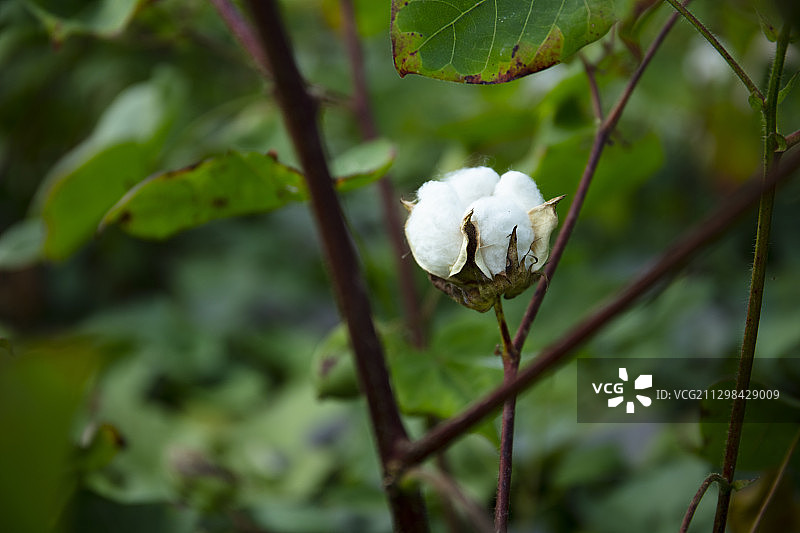 田野里面的棉花图片素材
