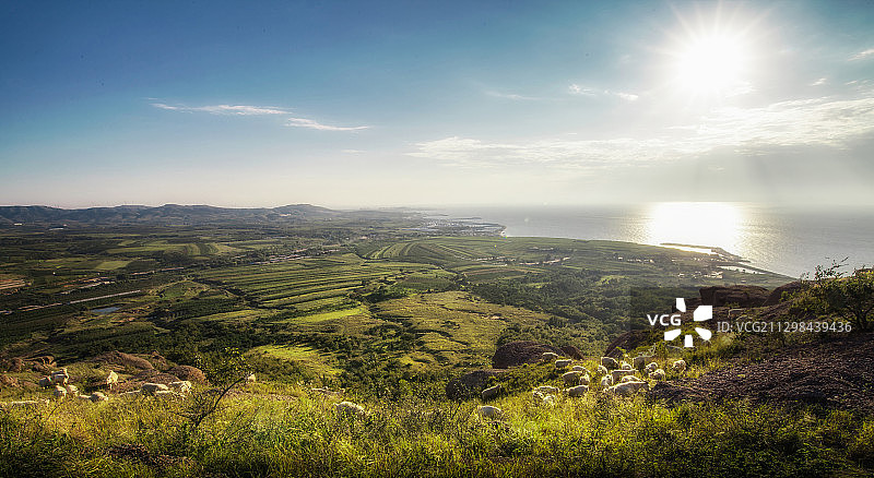 中国辽宁大连大孤山山顶羊群图片素材