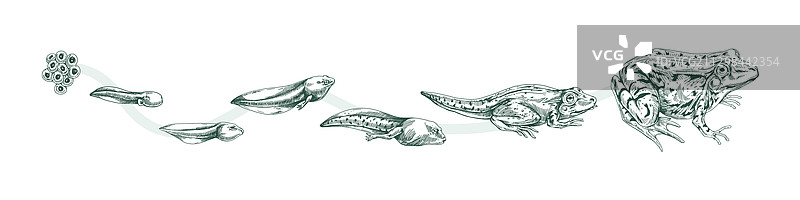水生两栖动物生命周期黑白图图片素材
