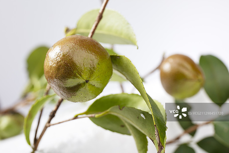 秋天开始成熟的油茶图片素材