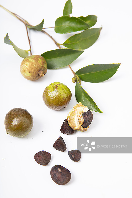 秋天开始成熟的油茶图片素材