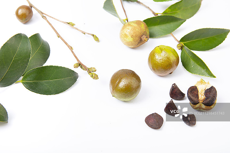 秋天开始成熟的油茶图片素材