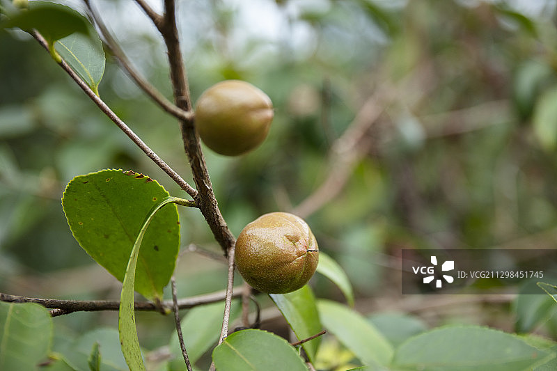 秋天开始成熟的油茶图片素材