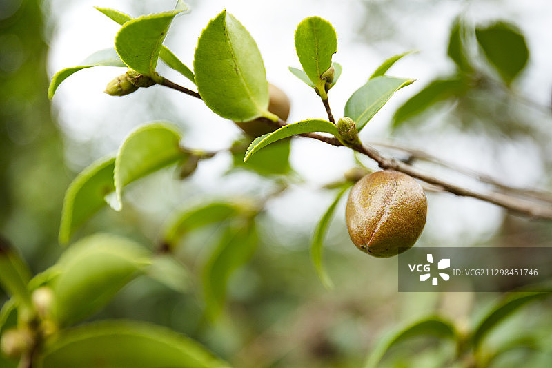 秋天开始成熟的油茶图片素材