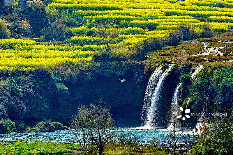 《九龙瀑布的油菜花》图片素材