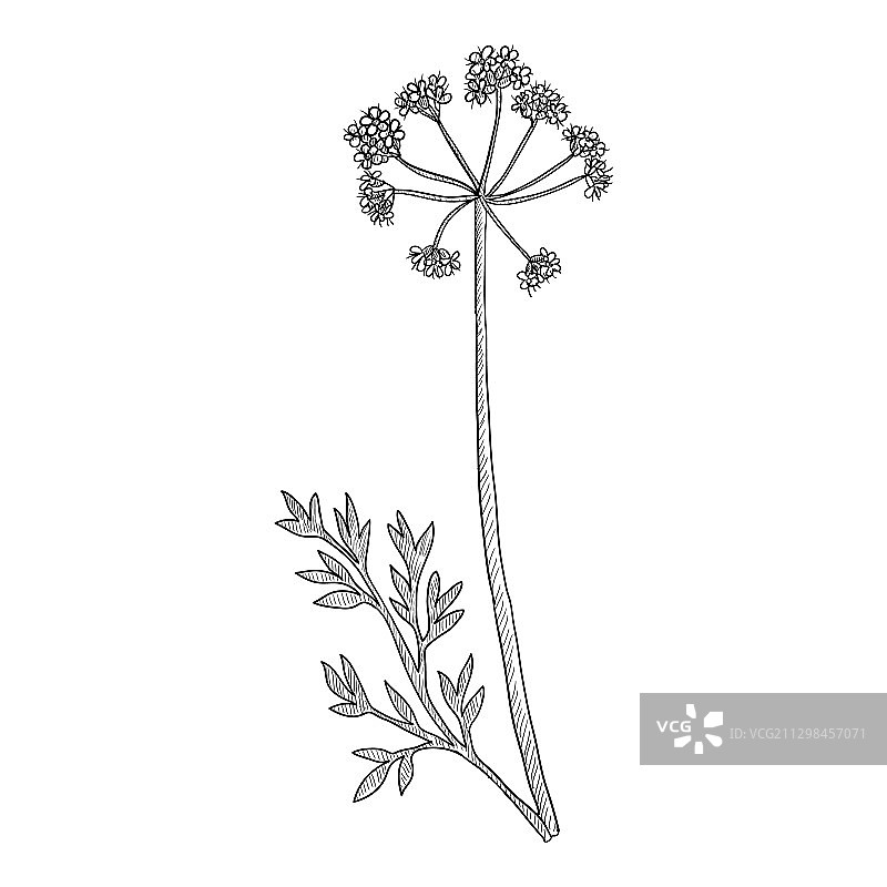 绘画阿魏图片素材