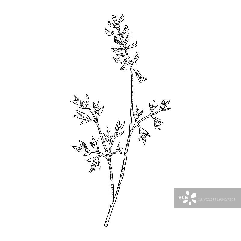 白屈菜图片素材