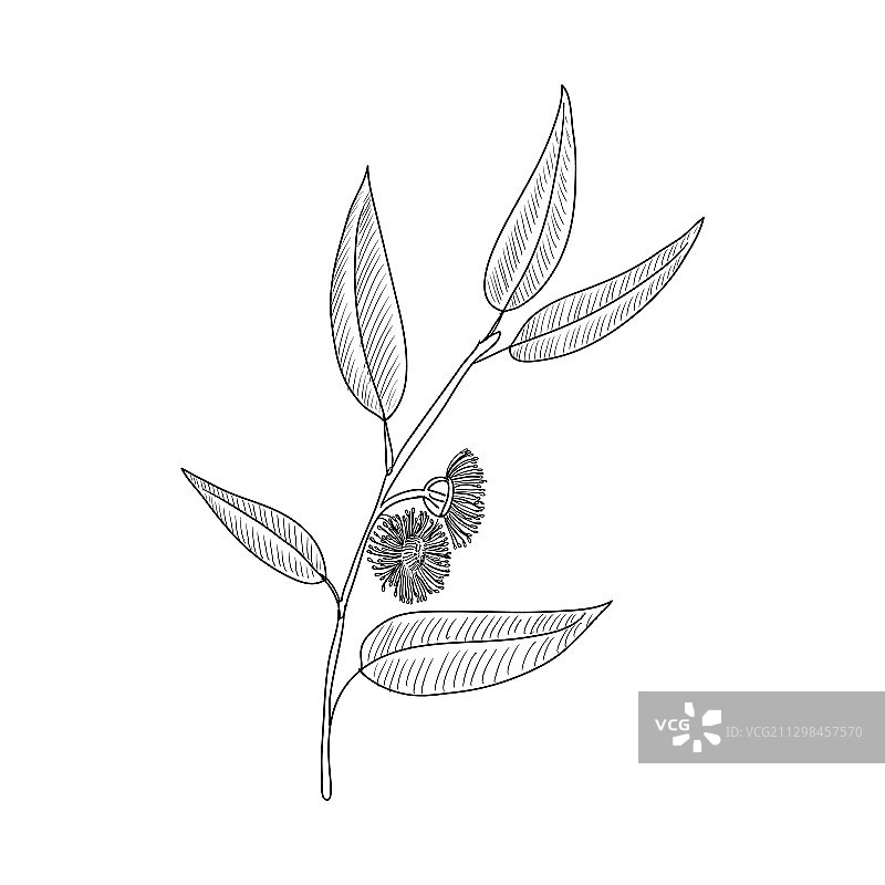 桉树绘画图片素材