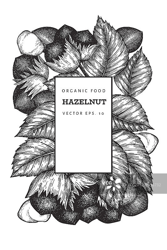 手绘榛子设计模板图片素材