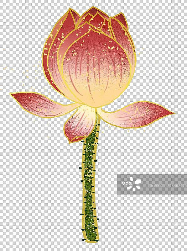 夏天盛开的荷花 夏至图片素材