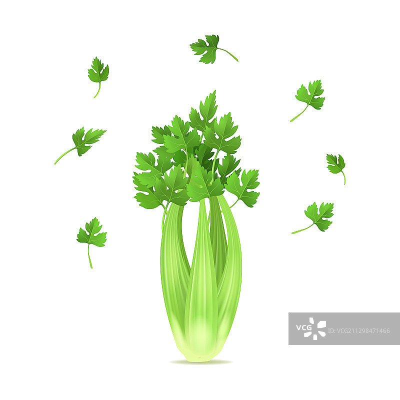 逼真的3D绿色新鲜芹菜套装图片素材
