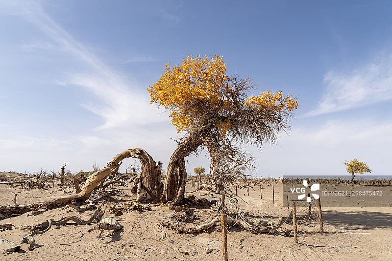 额济纳旗怪树林图片素材