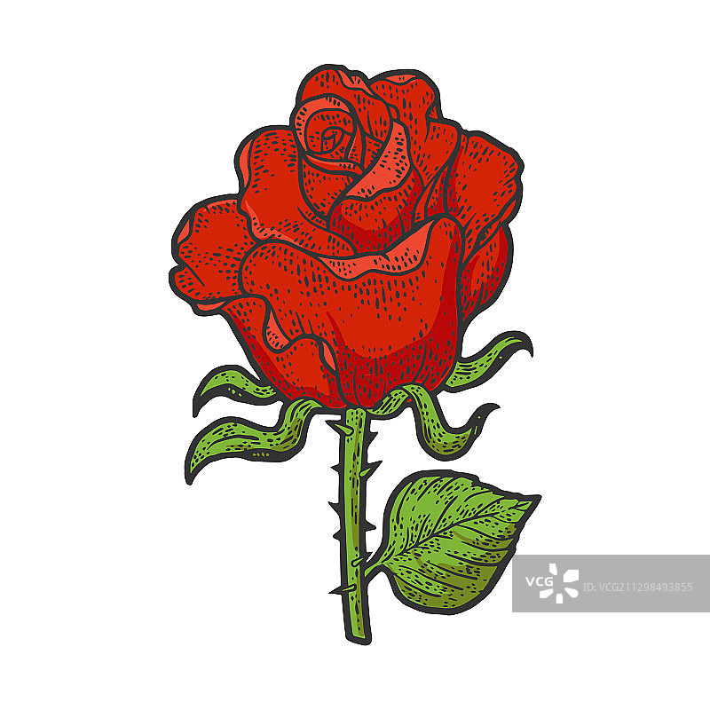 红色玫瑰花素描图片素材