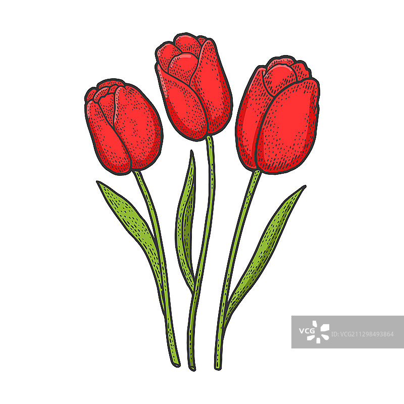 红色郁金香花朵彩色速写图片素材