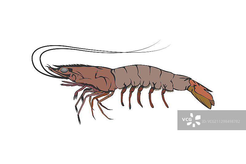 设计元素对虾虾图片素材