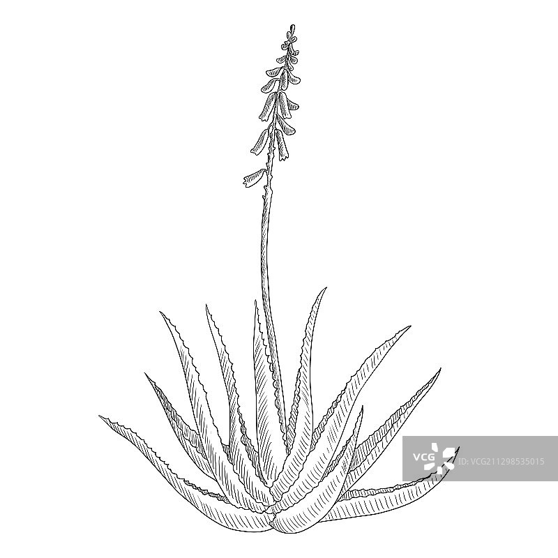 库拉索芦荟植物绘画图片素材