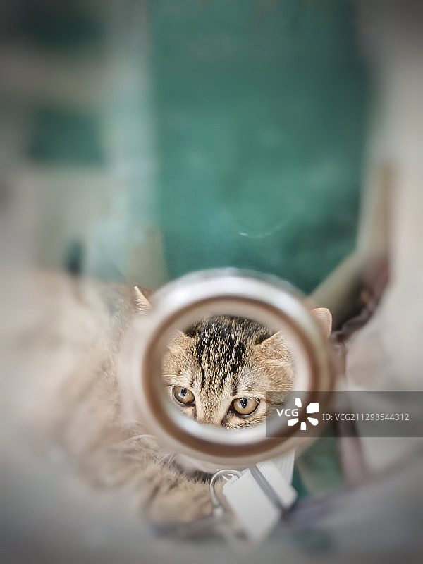 锐利的眼神图片素材