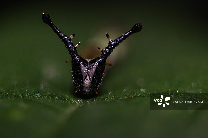 昆虫里的鹿角图片素材