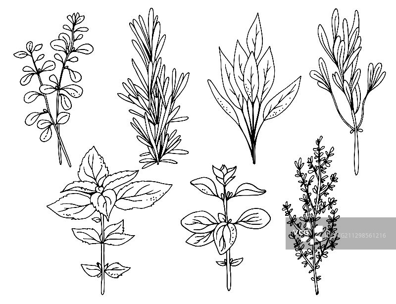 意大利香草集合，白色背景图片素材