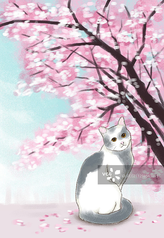 手绘板数位板绘画英短花猫猫咪插画绘制图片素材