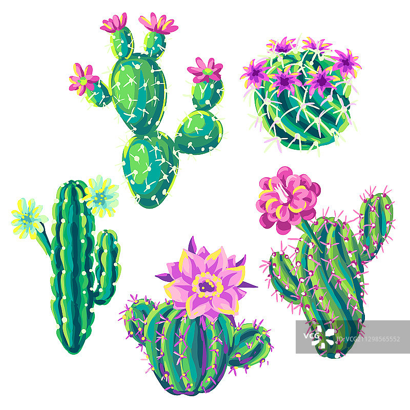 仙人掌和花卉套装图片素材