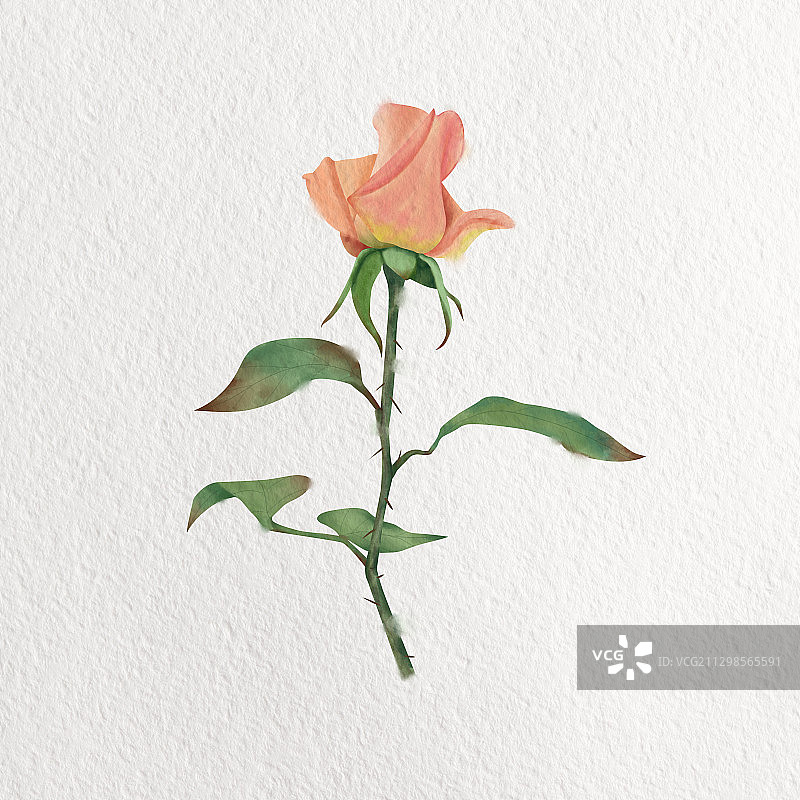 手绘板数位板板绘绘画玫瑰花花卉元素素材插画绘制图片素材