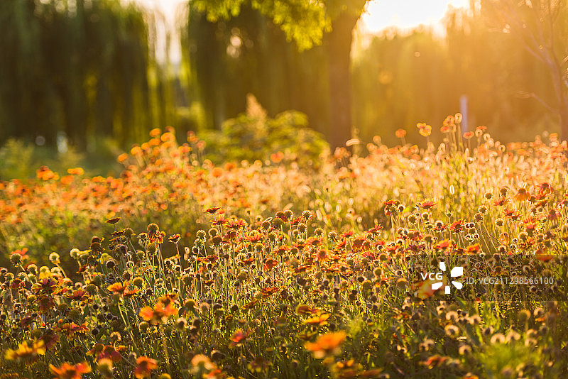 河北省邢台市内丘鹊山湖湿地公园图片素材
