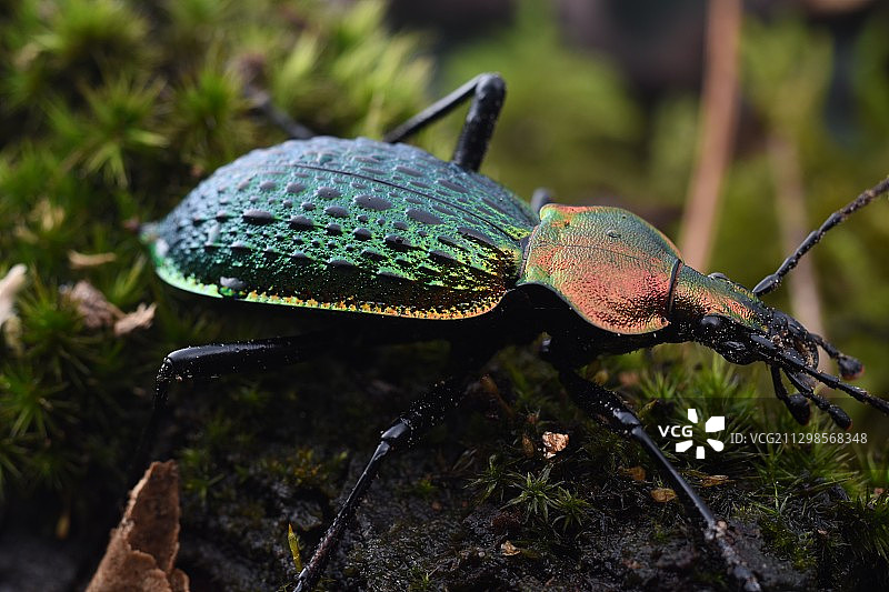 拉布甲图片素材