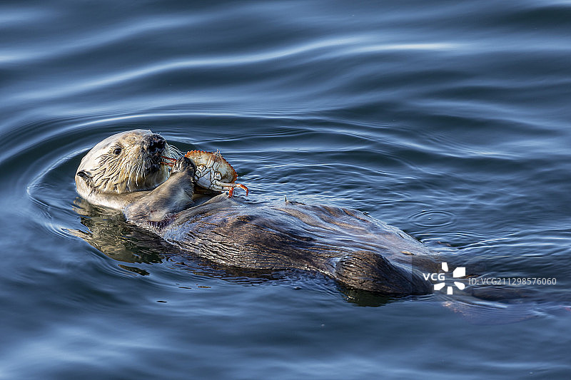 美国蒙特雷海中游泳的海豹高角度视图图片素材