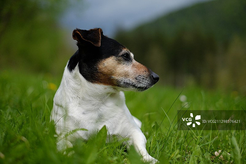 草地上狗的特写，斯洛文尼亚科菲亚洛卡图片素材