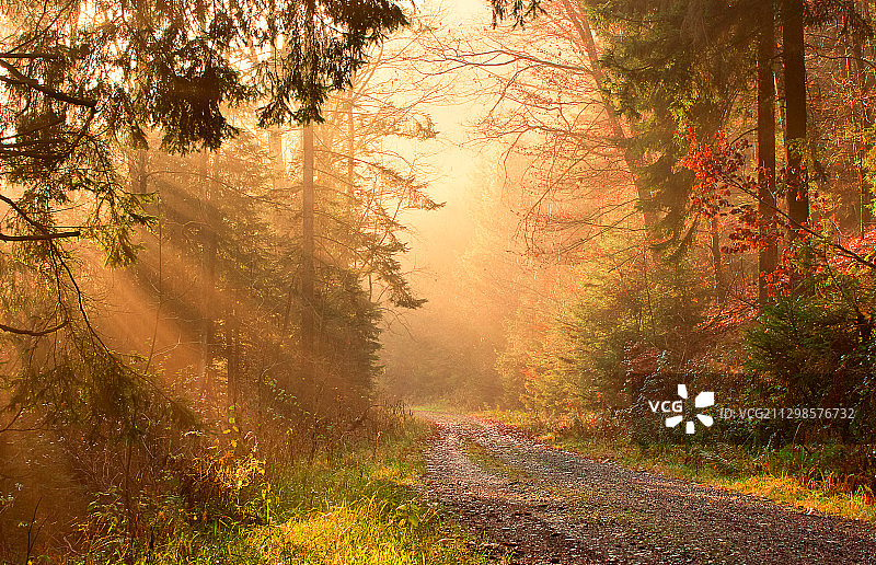 德国Gummersbach，秋季森林中的树木图片素材