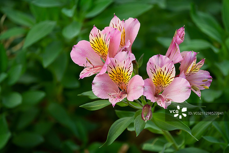 美国戴维斯的粉色开花植物特写图片素材