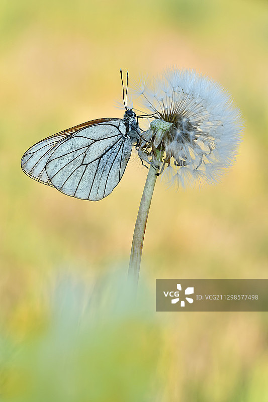 德国巴特维尔斯纳克花上的蝴蝶特写图片素材