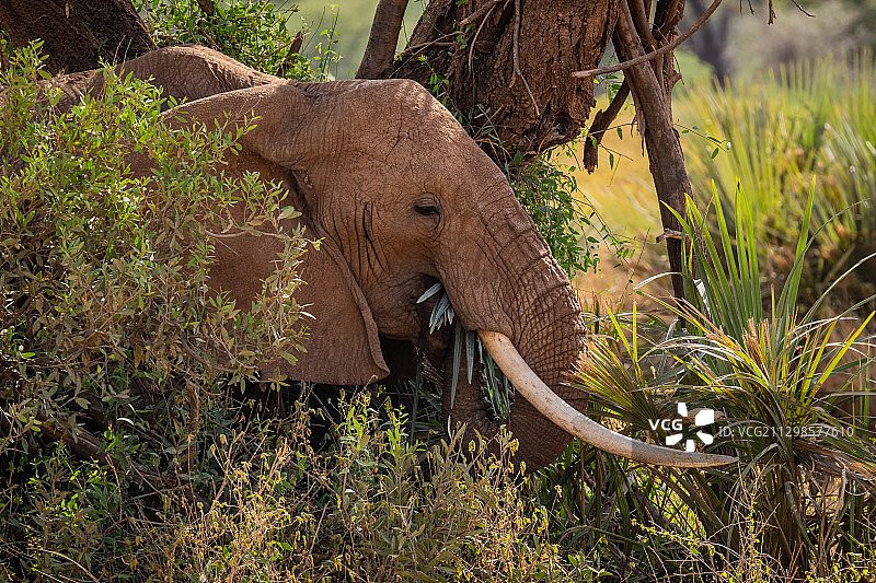 肯尼亚伊西奥洛在田野里行走的大象的侧面像图片素材