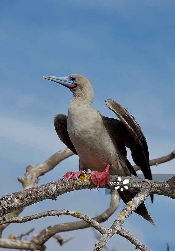 仰视栖息在树枝上的小鸟图片素材