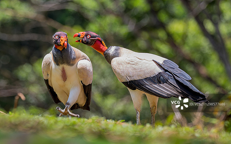 栖息在田野上的鸟类特写，哥斯达黎加图片素材