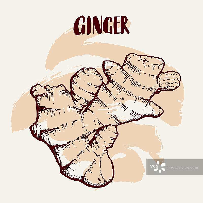 手绘姜根图片素材