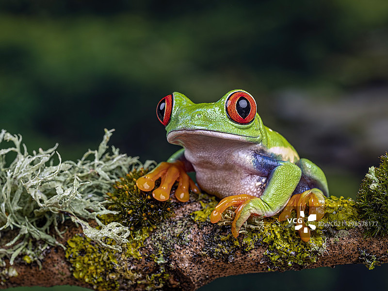 英国林伍德树枝上的青蛙特写图片素材