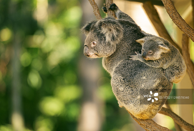 树上的猴子特写图片素材
