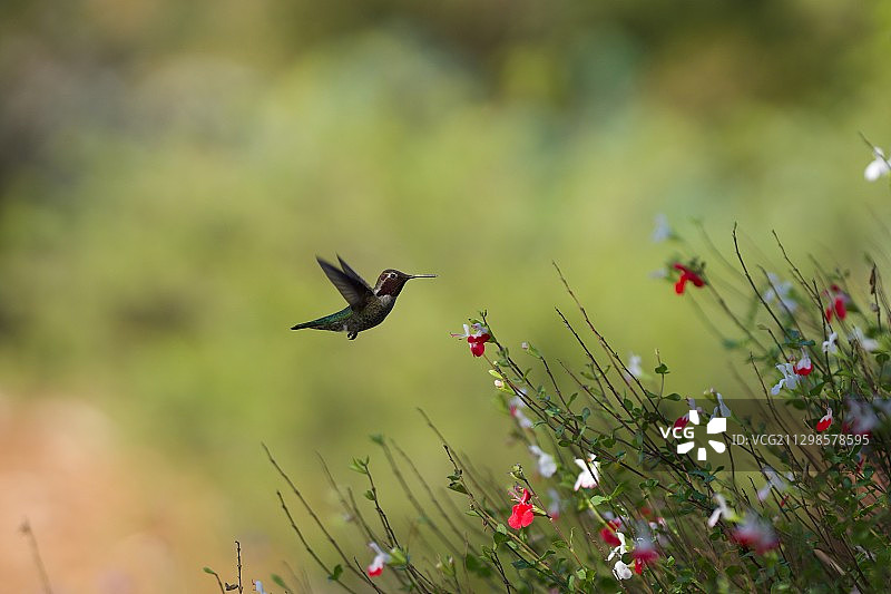 美国联合市公园里飞舞的风筝图片素材