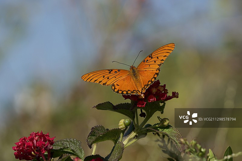 蝴蝶在美国联合市花朵上采蜜特写图片素材