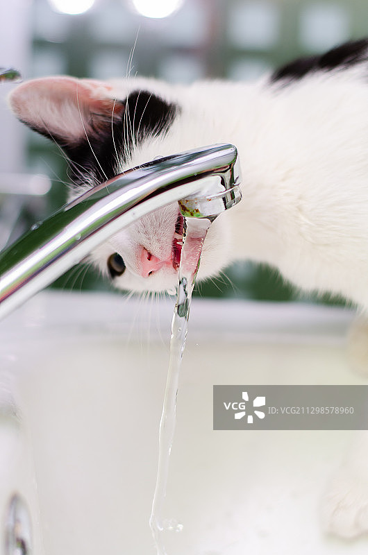 手持羽毛特写，罗马尼亚图片素材