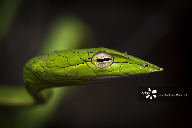 绿蛇特写图片素材