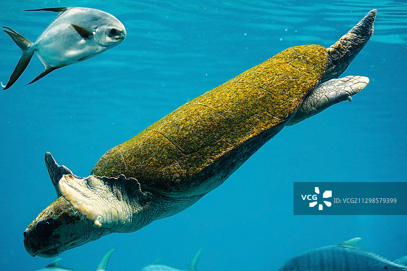 海中游动的鱼的特写图片素材