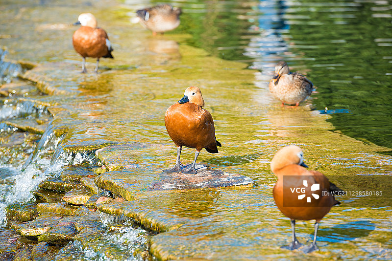 俯视在湖中游泳的鸭子图片素材