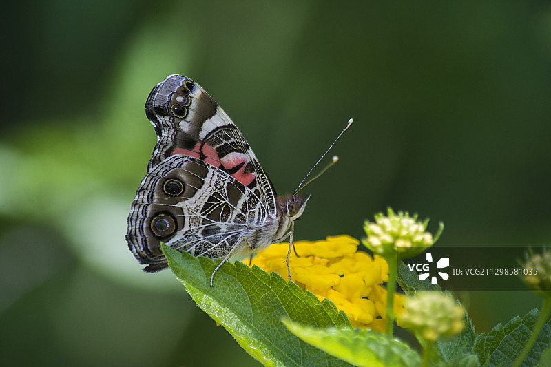 皮特凯恩亚当斯敦鲜花上采蜜的蝴蝶特写图片素材