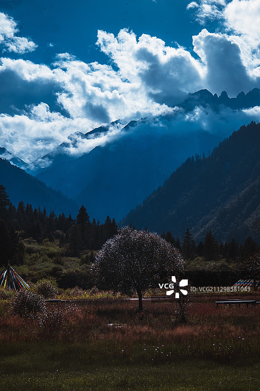 甘海子图片素材