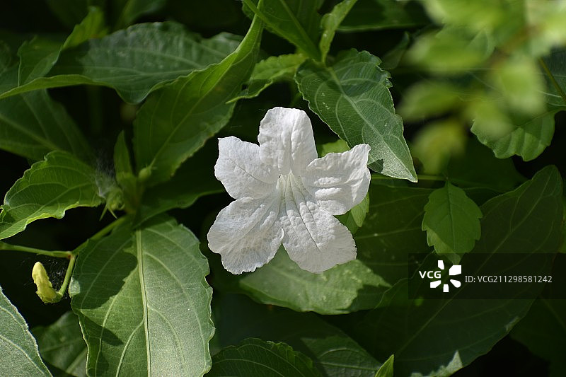 白色花卉植物特写，美国威奇托福尔斯图片素材
