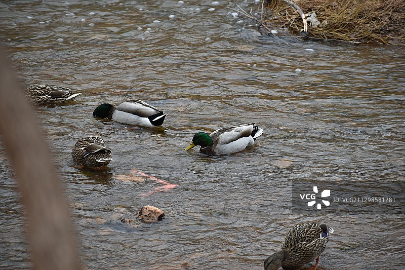 美国威奇托福尔斯湖中鸭子游泳的俯视图图片素材