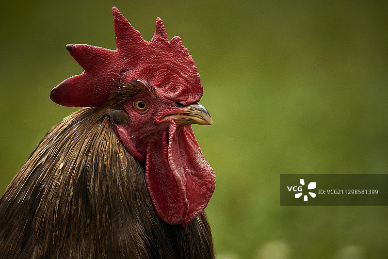 公鸡特写图片素材